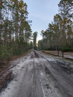 The dirt road I live on, early in the morning with sun just lighting the tops of the pine trees