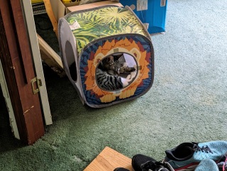 Feisal napping inside a lion-themed kitty tent in my messy office, surrounded by running shoes and who-knows-what else