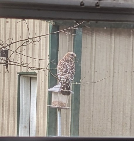 A Red-Shouldered Hawk perched on top of a bird feeder. The Hawk has its back to the camera and head to one side.